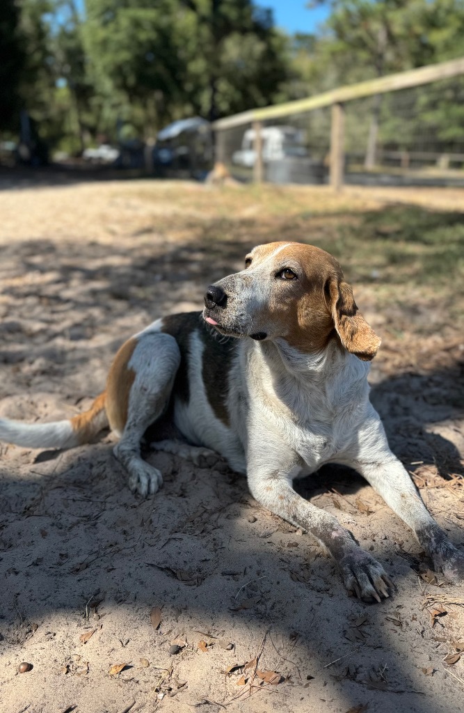Kay Kay, an adoptable Treeing Walker Coonhound, Mixed Breed in Waynesville, GA, 31566 | Photo Image 1