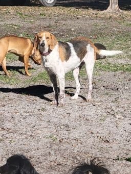 Kay Kay, an adoptable Treeing Walker Coonhound Mix in Waynesville, GA_image-2