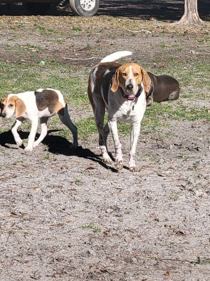 Kay Kay, an adoptable Treeing Walker Coonhound, Mixed Breed in Waynesville, GA, 31566 | Photo Image 3