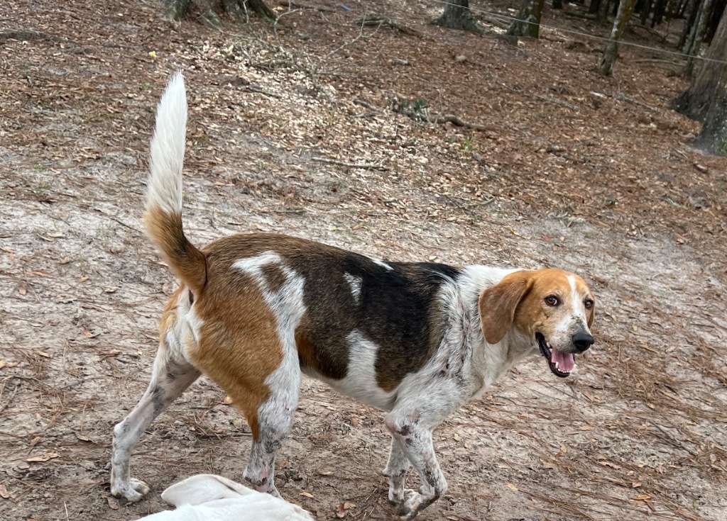 Kay Kay, an adoptable Treeing Walker Coonhound, Mixed Breed in Waynesville, GA, 31566 | Photo Image 4