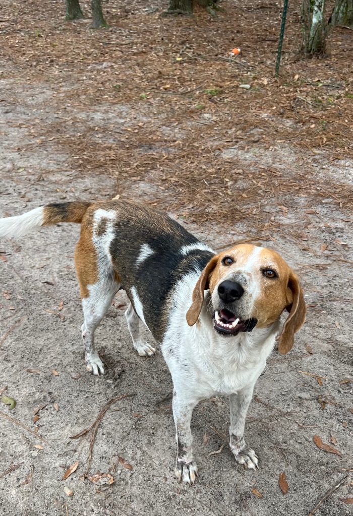 Kay Kay, an adoptable Treeing Walker Coonhound, Mixed Breed in Waynesville, GA, 31566 | Photo Image 5