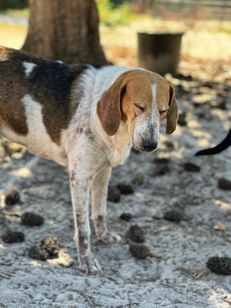 Kay Kay, an adoptable Treeing Walker Coonhound, Mixed Breed in Waynesville, GA, 31566 | Photo Image 6