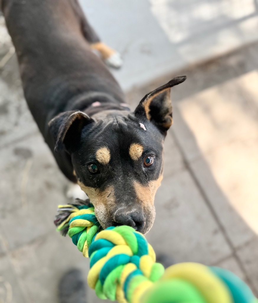 Rocco, an adoptable Pit Bull Terrier, Mixed Breed in Waynesville, GA, 31566 | Photo Image 1