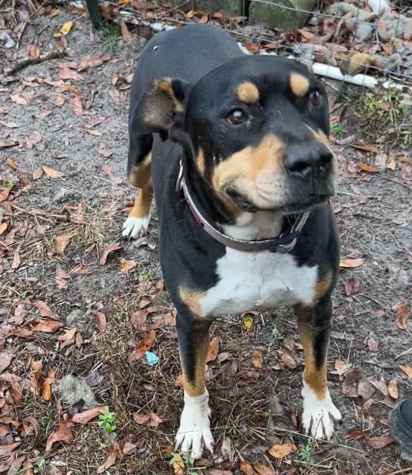 Rocco, an adoptable Pit Bull Terrier, Mixed Breed in Waynesville, GA, 31566 | Photo Image 4