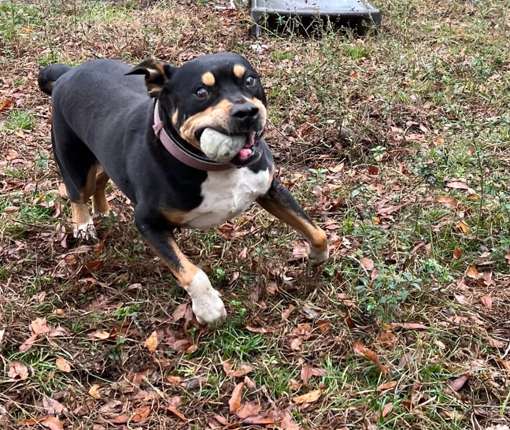 Rocco, an adoptable Pit Bull Terrier, Mixed Breed in Waynesville, GA, 31566 | Photo Image 6
