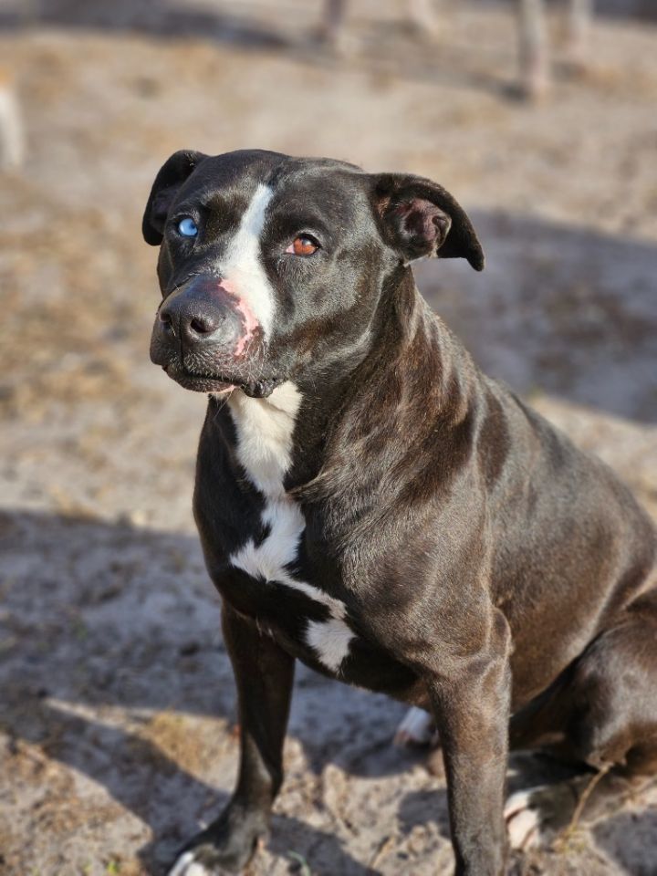 Buddy, an adoptable Mixed Breed in Waynesville, GA_image-1