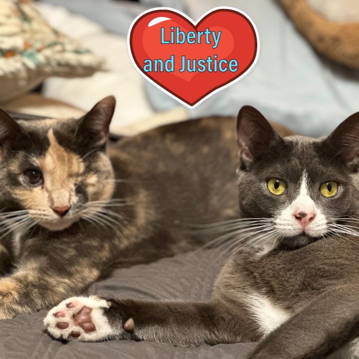 Liberty and Justice , an adoptable Calico & Domestic Short Hair Mix in Port Chester, NY_image-3