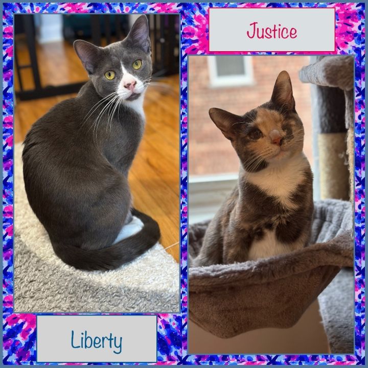 Liberty and Justice , an adoptable Calico & Domestic Short Hair Mix in Port Chester, NY_image-5