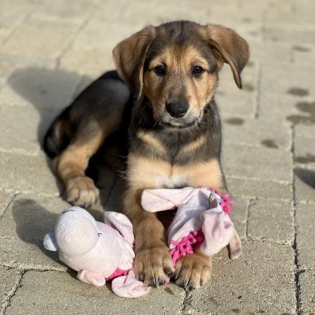 Craft Pup - Pottery