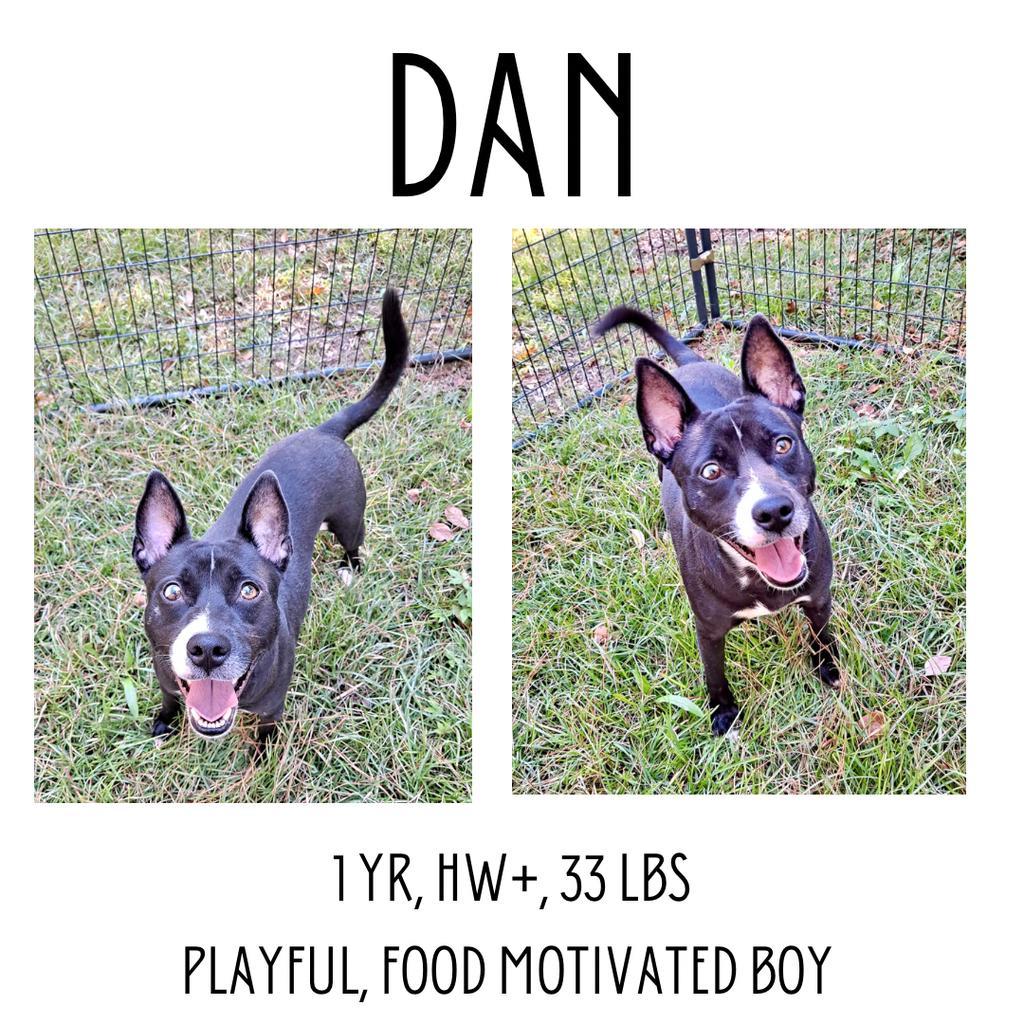 Dan