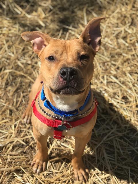 Nacho (Courtesy Post)