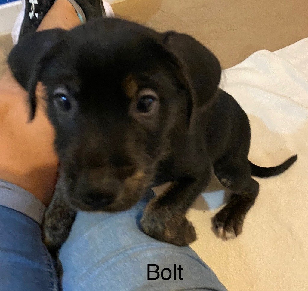 Bolt