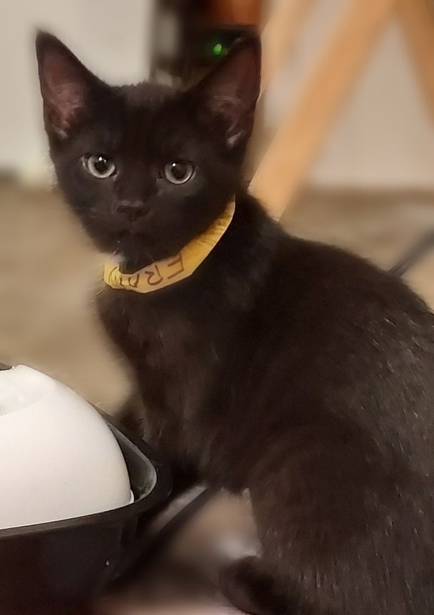 Ebony-Sweet and Sleek Mini-Panther 4