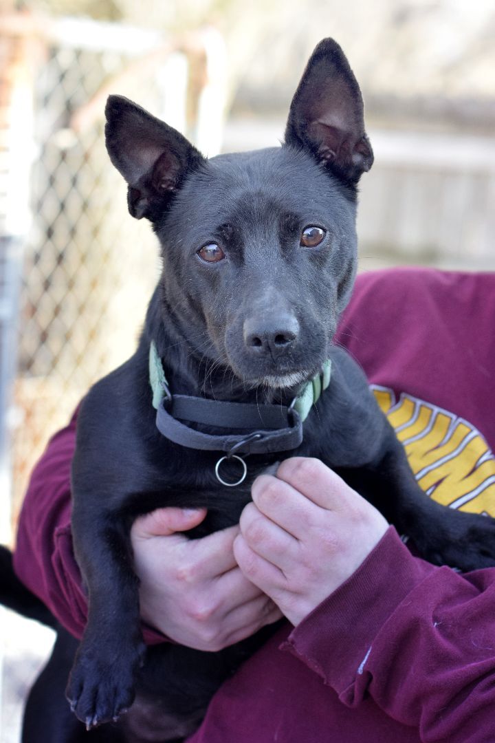 Gilbert **Foster Needed**, an adoptable Terrier in Monticello, MN, 55362 | Photo Image 1