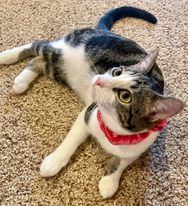 Spinelli , an adoptable Domestic Short Hair Mix in Springfield, MO_image-6