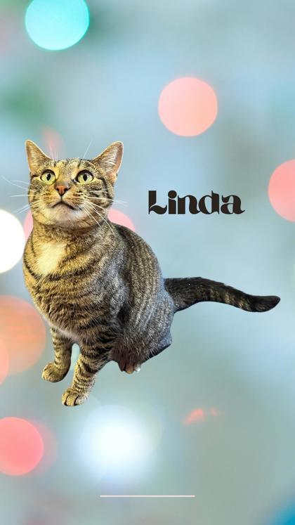 Linda, an adoptable Domestic Medium Hair & Domestic Short Hair Mix in Cumberland, MD_image-1