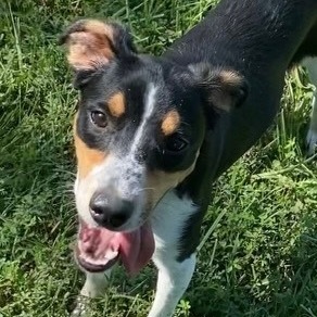 Farley (A Toy Aussie)