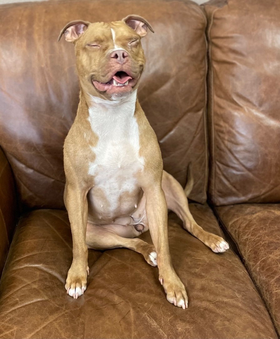 Berni , an adoptable Pit Bull Terrier in Las Vegas, NV, 89147 | Photo Image 2