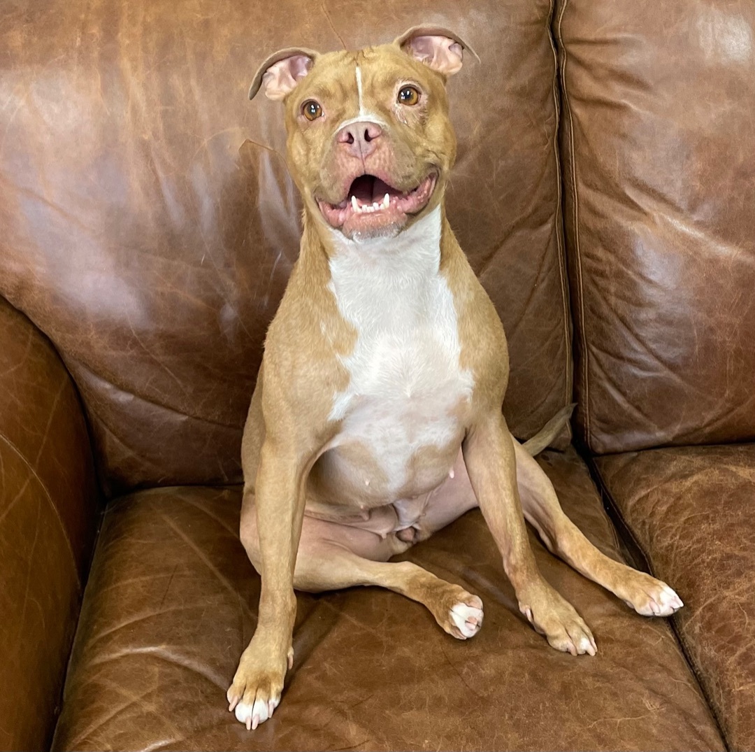 Berni , an adoptable Pit Bull Terrier in Las Vegas, NV, 89147 | Photo Image 3