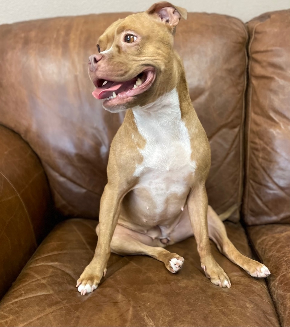 Berni , an adoptable Pit Bull Terrier in Las Vegas, NV, 89147 | Photo Image 4