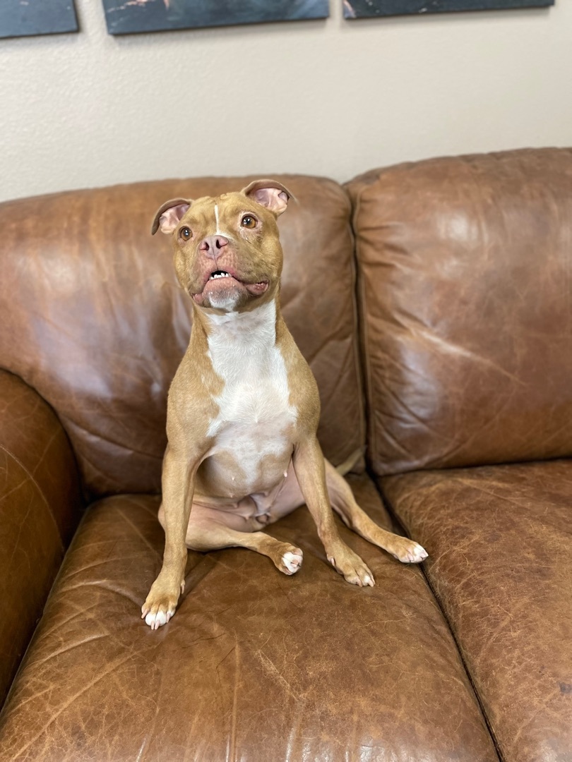 Berni , an adoptable Pit Bull Terrier in Las Vegas, NV, 89147 | Photo Image 5