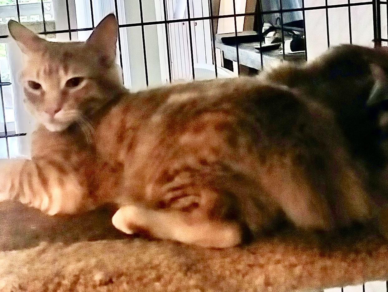 Ben - The 3 B's, an adoptable Domestic Medium Hair, Tabby in Bothell, WA, 98021 | Photo Image 5