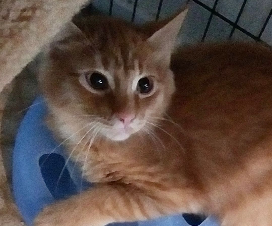 Brad - The 3 B's, an adoptable Domestic Short Hair, Tabby in Bothell, WA, 98021 | Photo Image 2