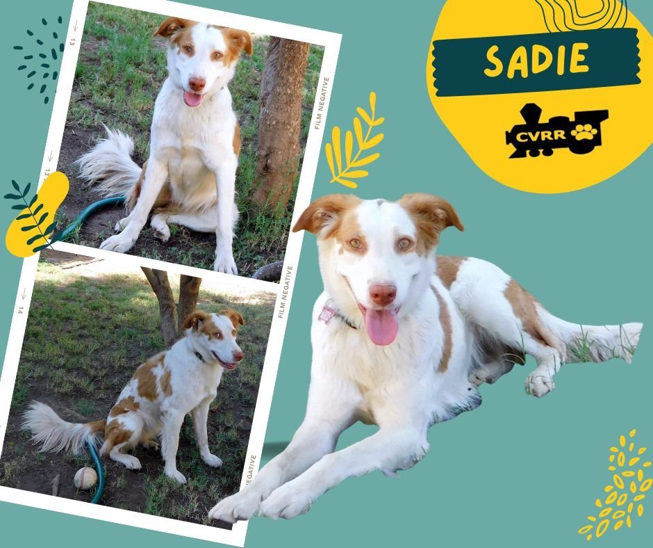 Sadie