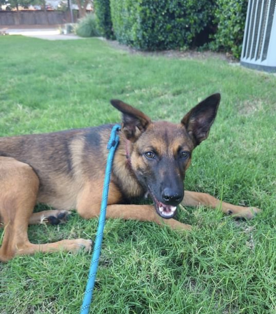 Scout Belgian Malinois