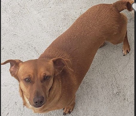 Blue heeler outlet weiner dog