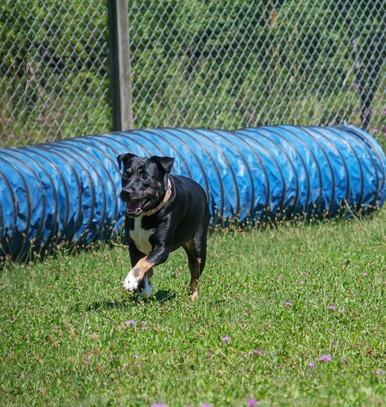 DIESEL, an adoptable Black Labrador Retriever, Border Collie in Auburn, NY, 13021 | Photo Image 1