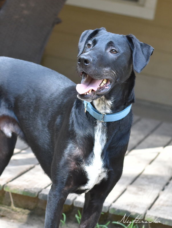 Nightcrawler, an adoptable Black Labrador Retriever in The Woodlands, TX, 77393 | Photo Image 1