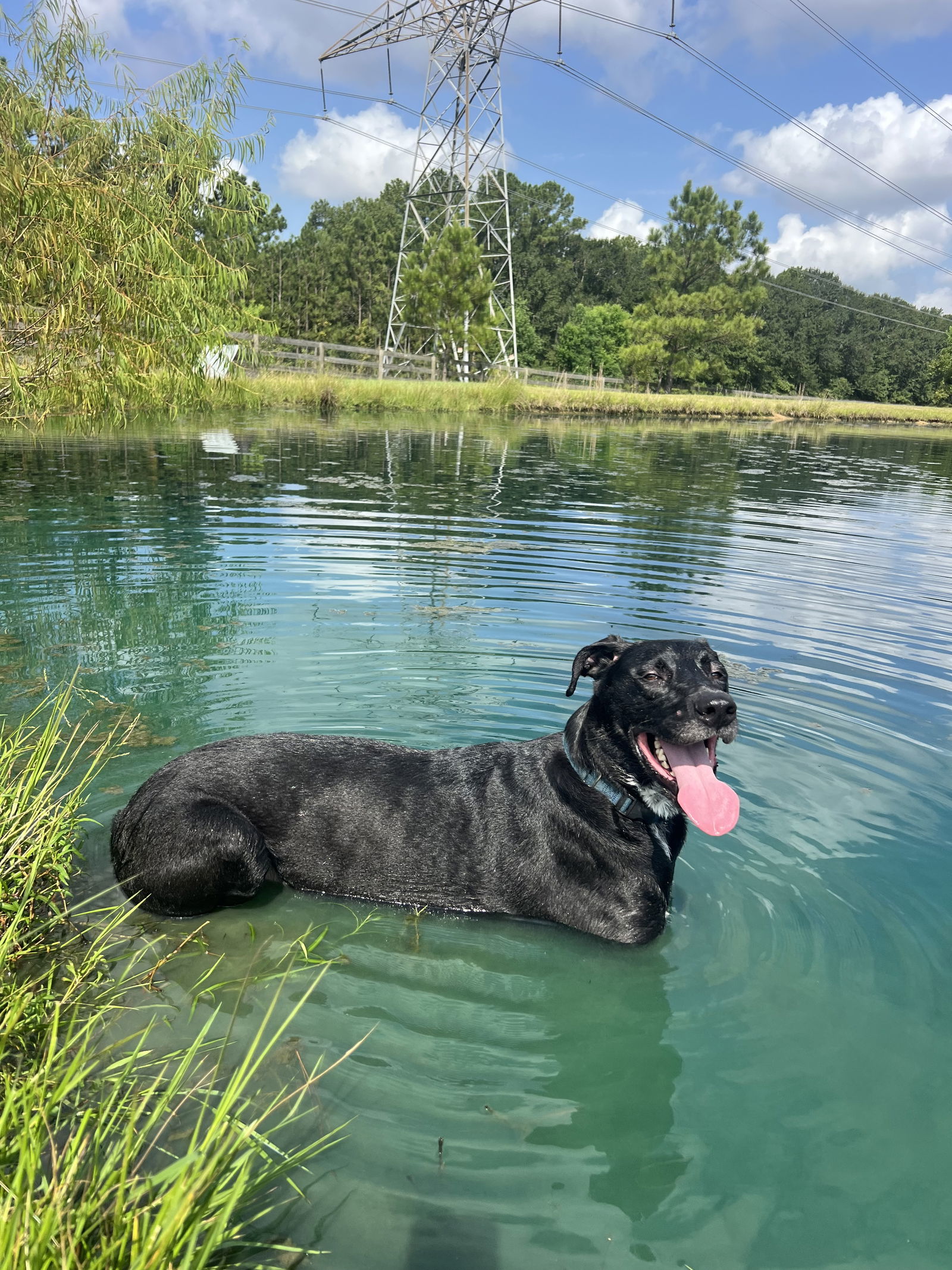 Nightcrawler, an adoptable Great Dane, Labrador Retriever in The Woodlands, TX, 77393 | Photo Image 1