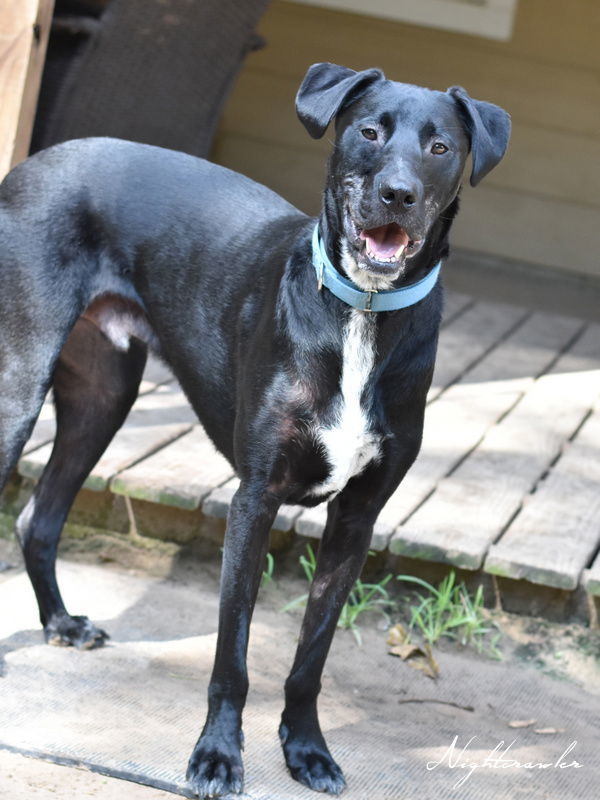 Nightcrawler, an adoptable Black Labrador Retriever in The Woodlands, TX, 77393 | Photo Image 2