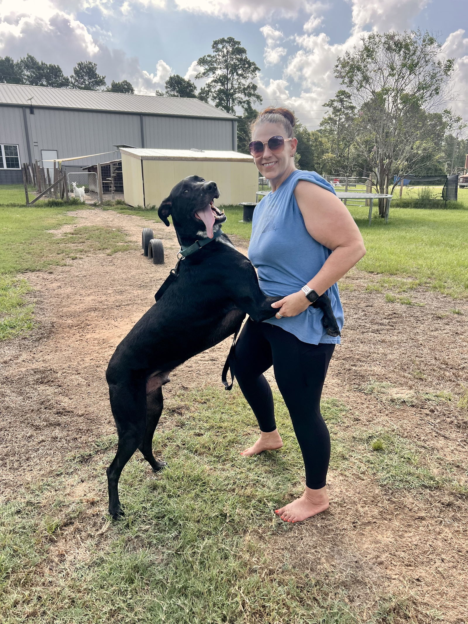 Nightcrawler, an adoptable Great Dane, Labrador Retriever in The Woodlands, TX, 77393 | Photo Image 2