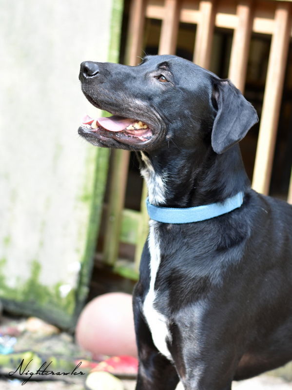 Nightcrawler, an adoptable Black Labrador Retriever in The Woodlands, TX, 77393 | Photo Image 3