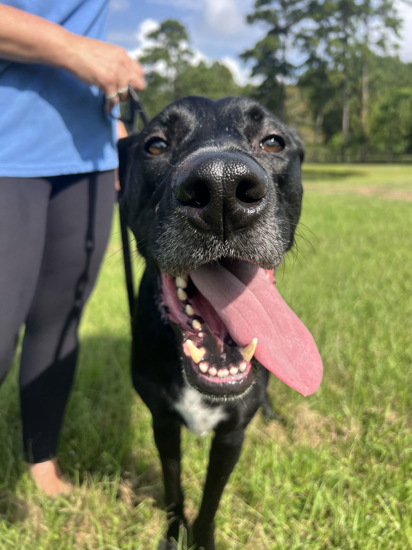 Nightcrawler, an adoptable Great Dane, Labrador Retriever in The Woodlands, TX, 77393 | Photo Image 3