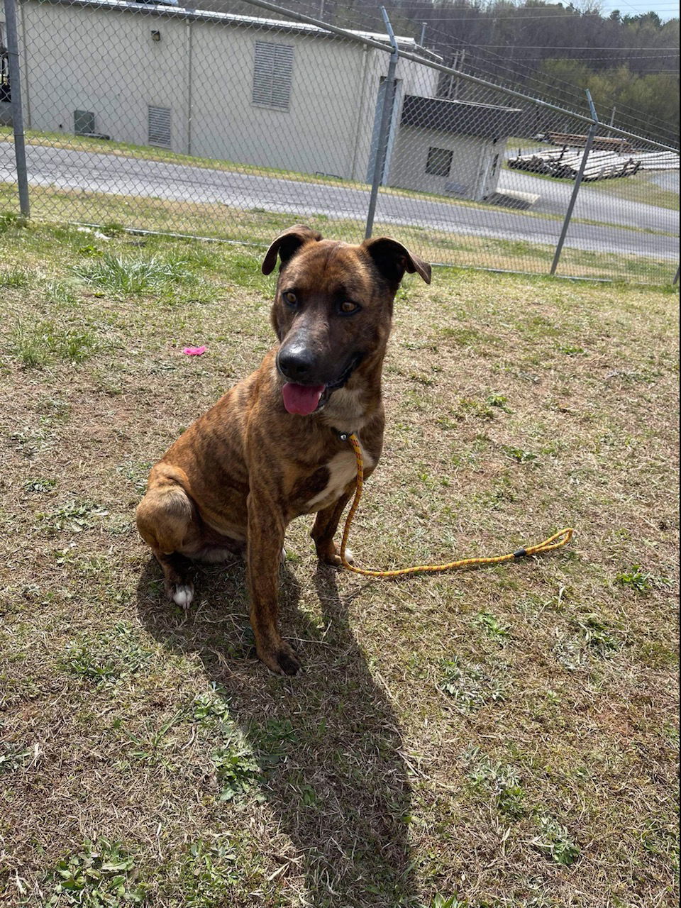 Caden, an adoptable Shepherd in Albemarle, NC, 28001 | Photo Image 1