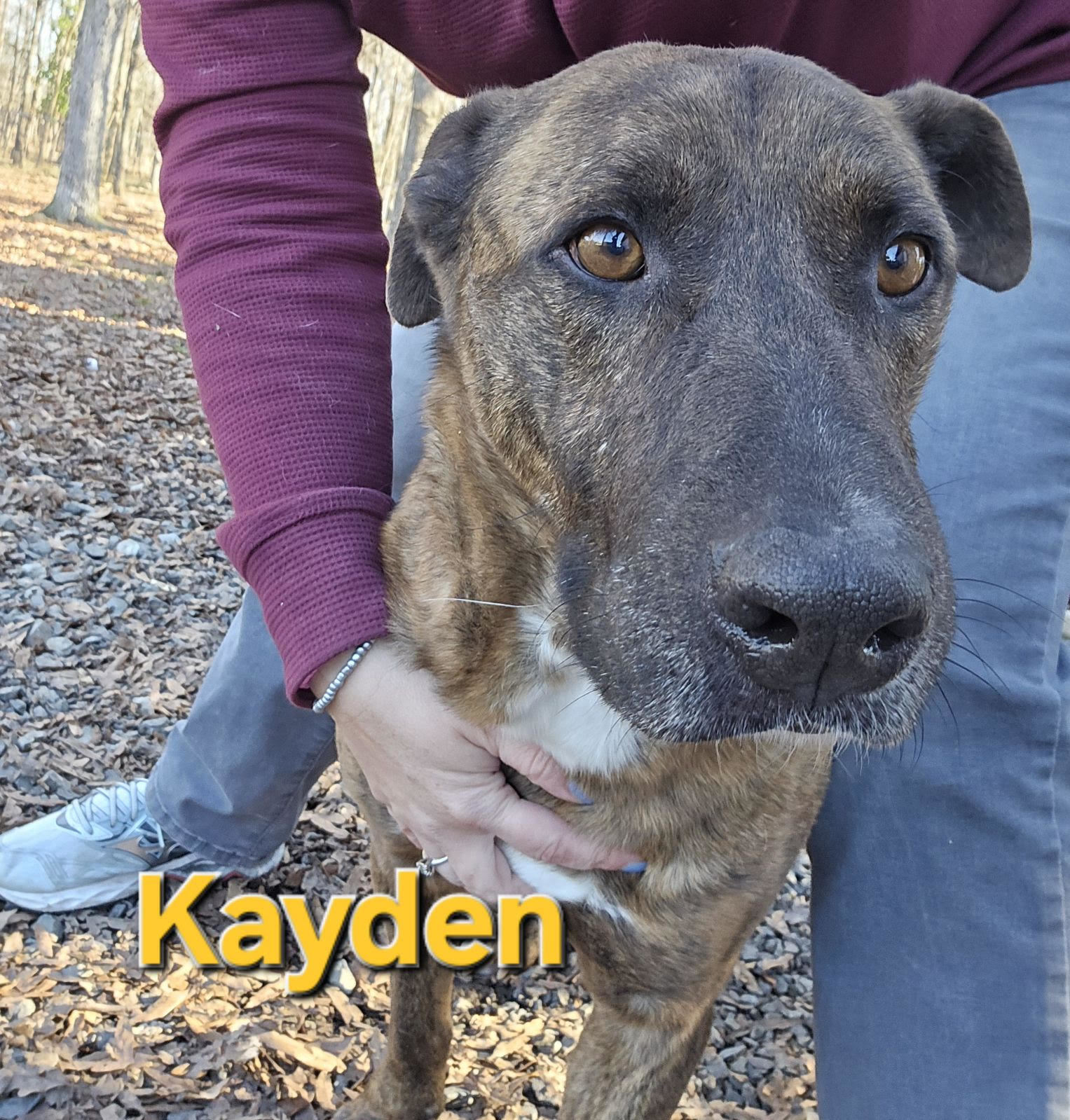 Caden, an adoptable Shepherd in Albemarle, NC, 28001 | Photo Image 2