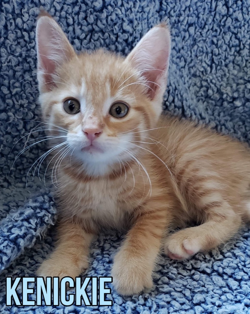 Kenickie, an adoptable Tabby in Humboldt , SK, S0K 2A0 | Photo Image 2