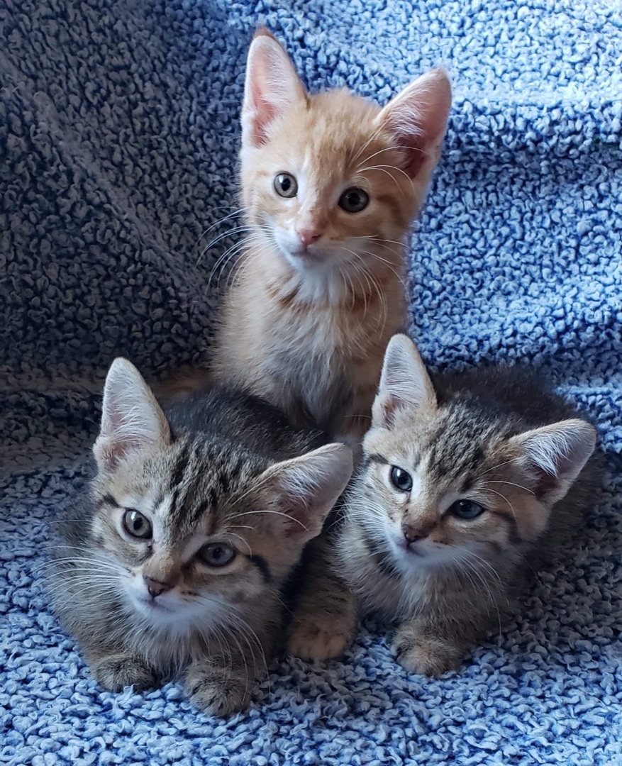 Kenickie, an adoptable Tabby in Humboldt , SK, S0K 2A0 | Photo Image 3