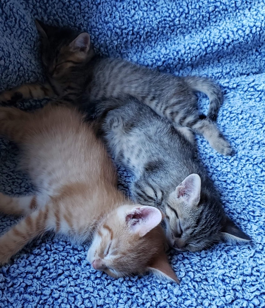 Kenickie, an adoptable Tabby in Humboldt , SK, S0K 2A0 | Photo Image 4