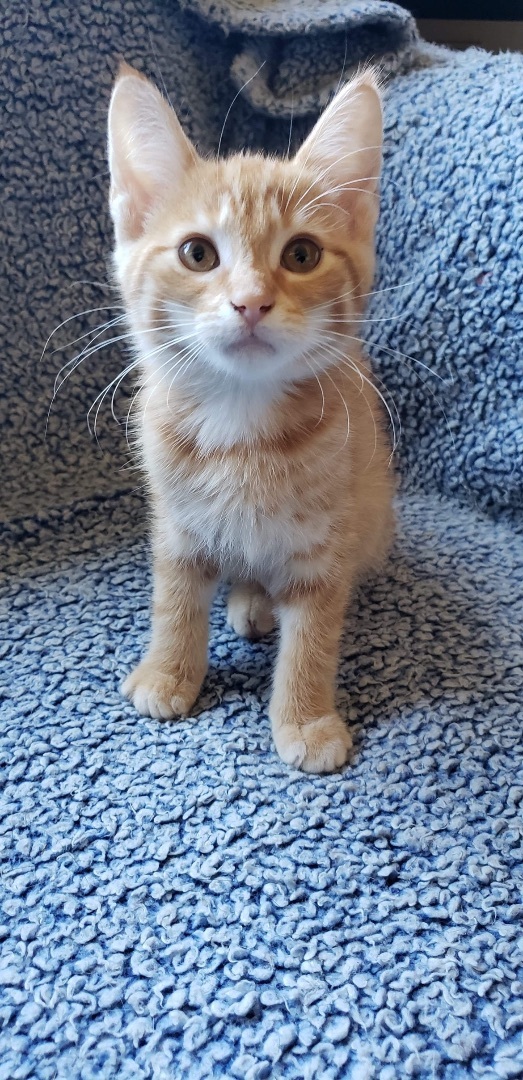 Kenickie, an adoptable Tabby in Humboldt , SK, S0K 2A0 | Photo Image 6