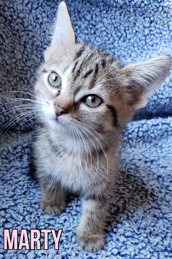 Marty, an adoptable Tabby in Humboldt , SK, S0K 2A0 | Photo Image 2