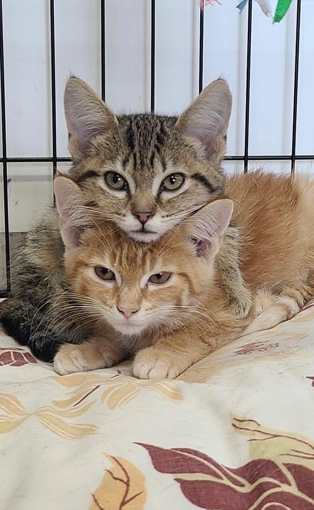 Marty, an adoptable Tabby in Humboldt , SK, S0K 2A0 | Photo Image 3