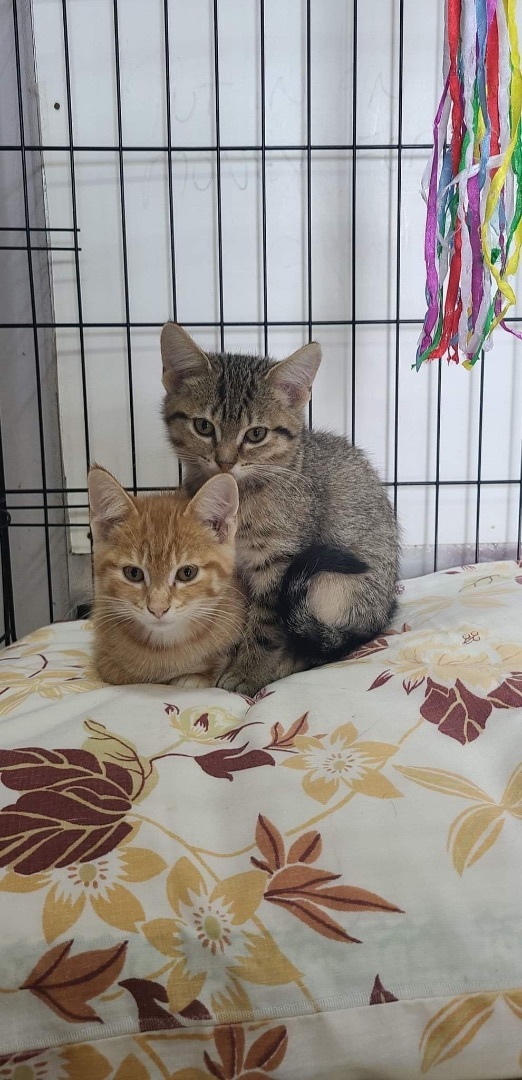 Marty, an adoptable Tabby in Humboldt , SK, S0K 2A0 | Photo Image 4