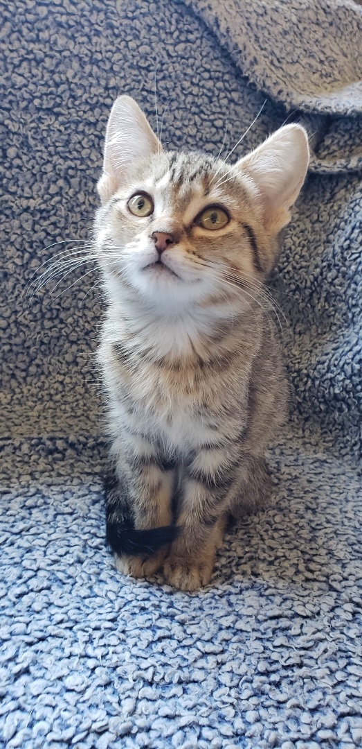 Marty, an adoptable Tabby in Humboldt , SK, S0K 2A0 | Photo Image 5