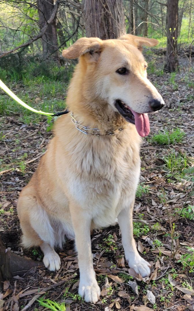 Bunny, an adoptable German Shepherd Dog, Mixed Breed in Lone Oak, TX, 75453 | Photo Image 3