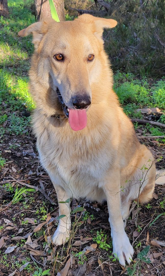 Bunny, an adoptable German Shepherd Dog, Mixed Breed in Lone Oak, TX, 75453 | Photo Image 4