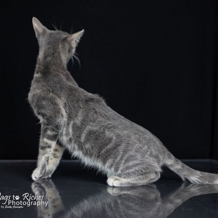 Misty, an adopted Domestic Short Hair & Tabby Mix in Northport, AL_image-3